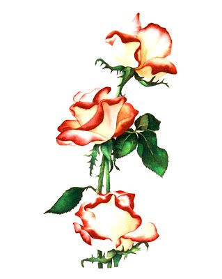 Fire and Ice watercolor note cards