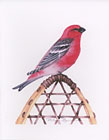 Pine Grosbeak